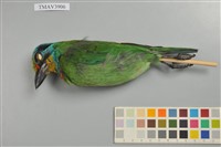 藏品(五色鳥)的圖片